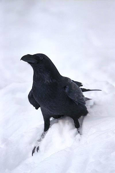 amitiés au vol noir qui chie blanc